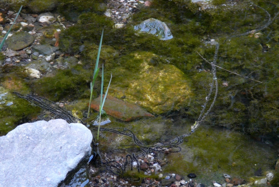 Rio Salivoli (Piombino) - rospi smeraldini in citt!